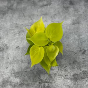Philodendron sp.
