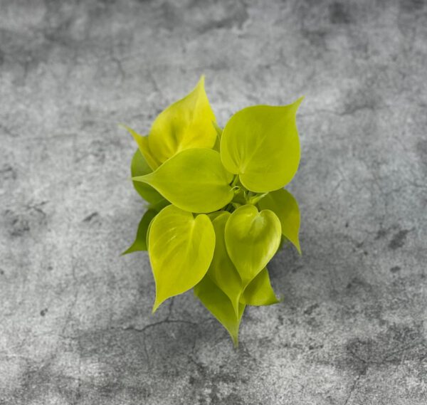 Philodendron sp.
