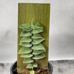 Rhaphidophora sp. Variegated