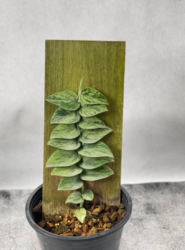 Rhaphidophora sp. Variegated