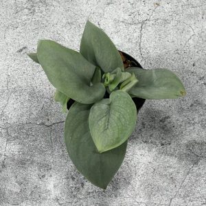 Scindapsus Sp.