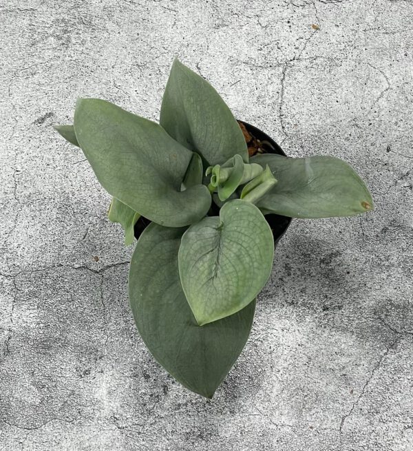 Scindapsus Sp.