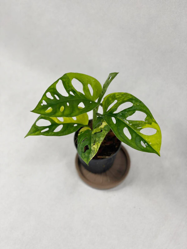 Monstera Adansonii Variegated