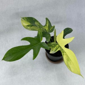 Philodendron Florida Beauty Variegated