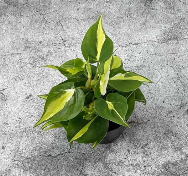 Philodendron Brasil