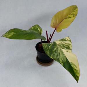 Philodendron Strawberry Shake