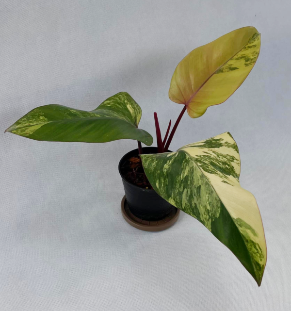 Philodendron Strawberry Shake