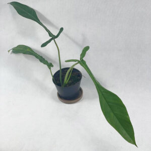 Philodendron joepii