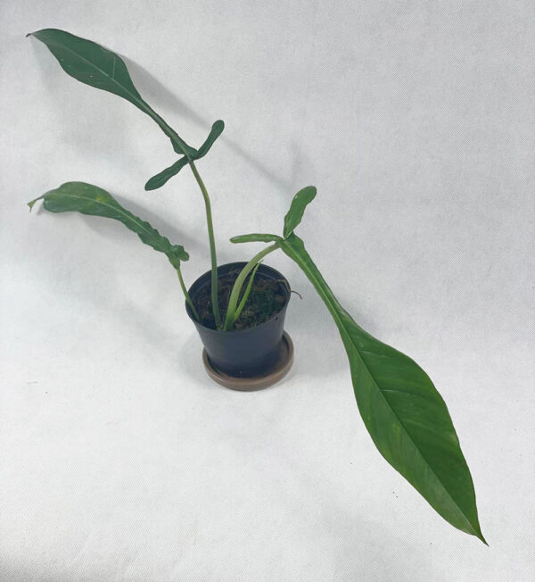 Philodendron joepii