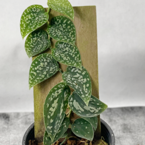 Scindapsus sp.