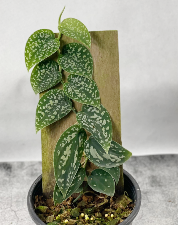 Scindapsus sp.