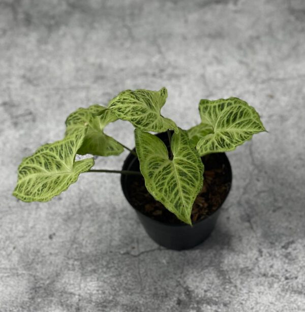 Syngonium sp. 07