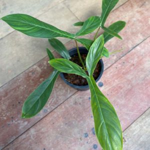 Philodendron 69686