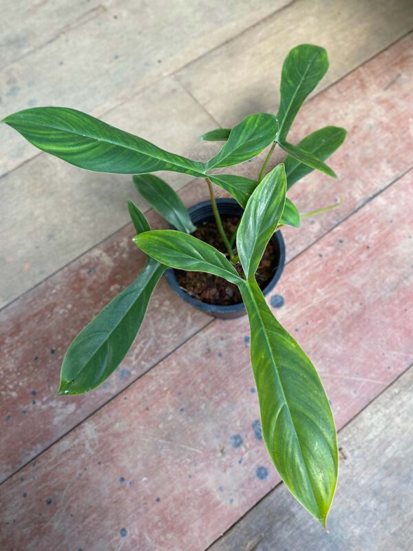 Philodendron 69686