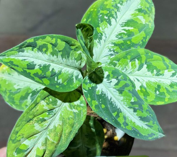 Aglonema pictum tricolor