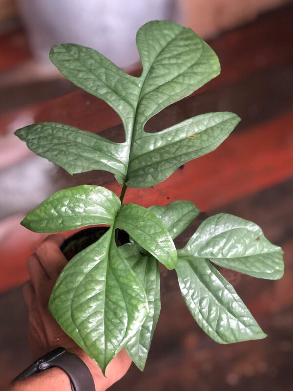 Amydrium medium silver