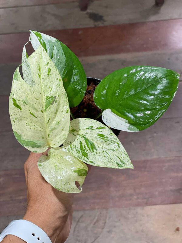 Epipremnum marble