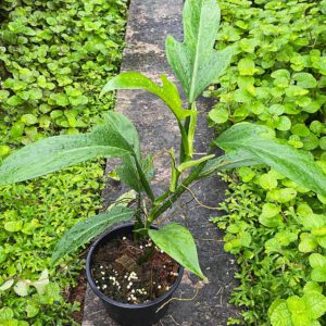 Philodendron panduriforme