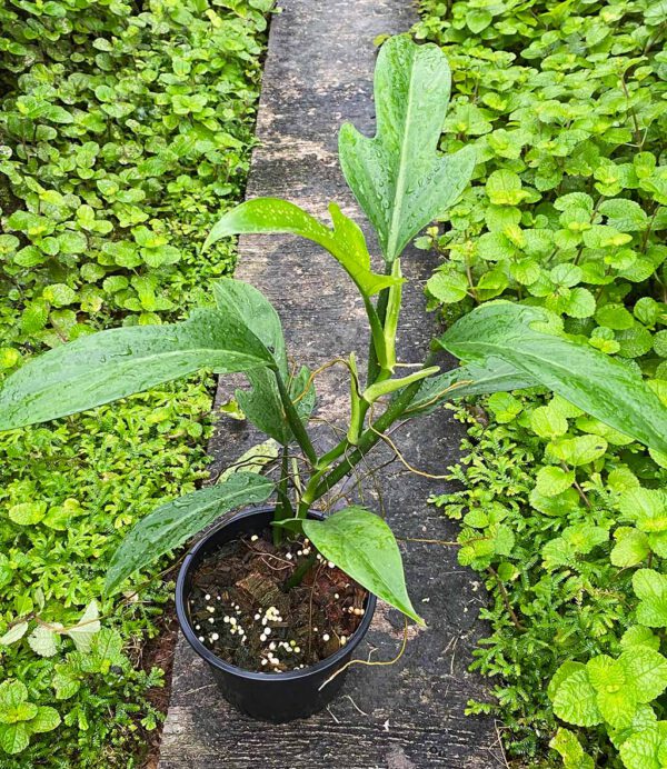 Philodendron panduriforme