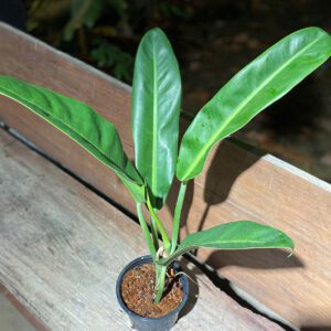 Philodendron glaziovii