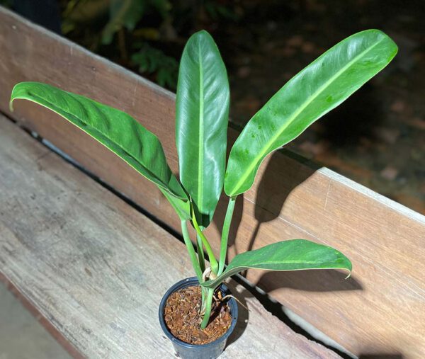 Philodendron glaziovii