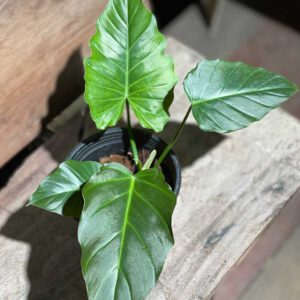 Philodendron corsinianum
