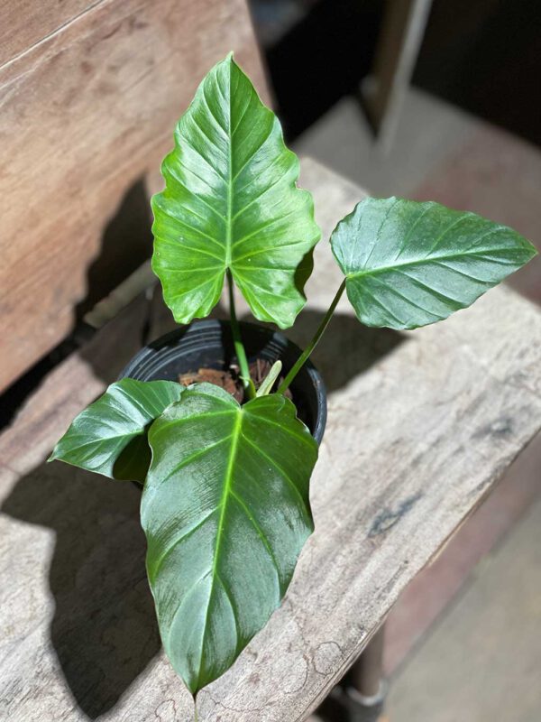 Philodendron corsinianum