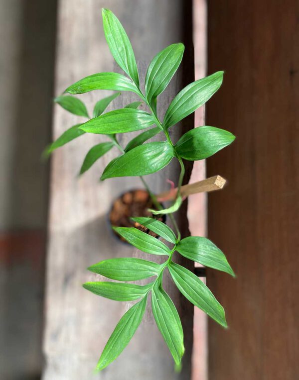 Monstera subpinnata - Image 2