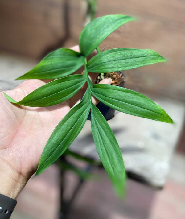 Monstera subpinnata