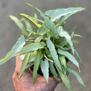 Syngonium narrow form