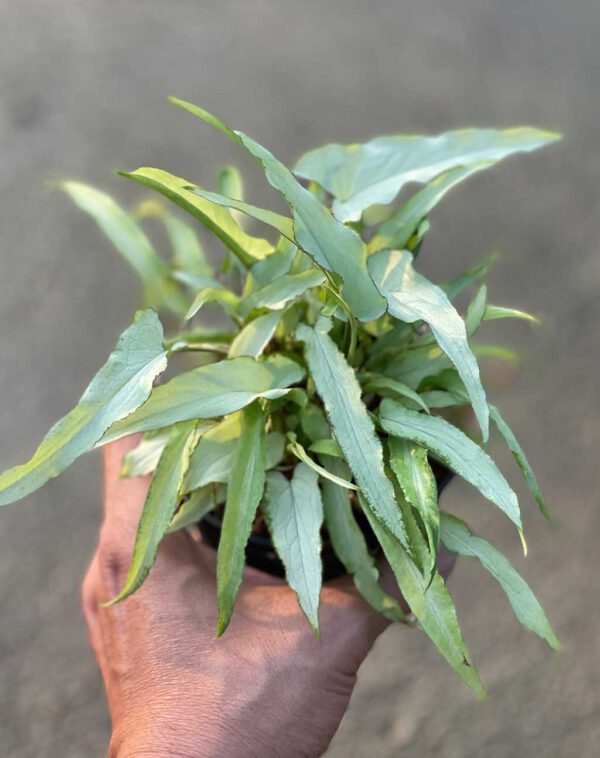 Syngonium narrow form