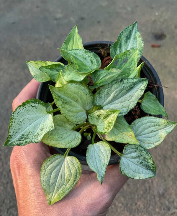 Syngonium pixie