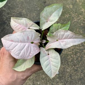 Syngonium sp 03