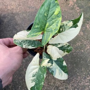 Syngonium podophyllum variegated 'magic marble'