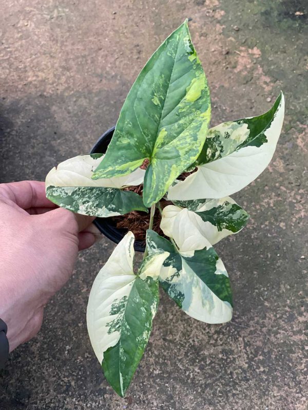 Syngonium podophyllum variegated 'magic marble'