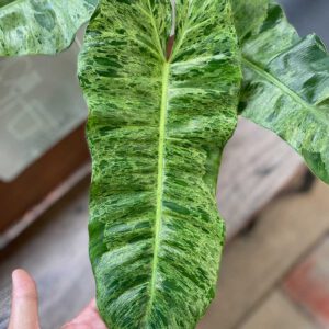 Philodendron paraiso verde