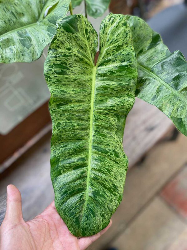 Philodendron paraiso verde