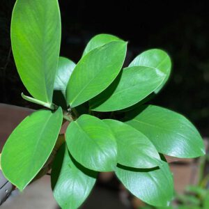 Rhaphidophora sp.