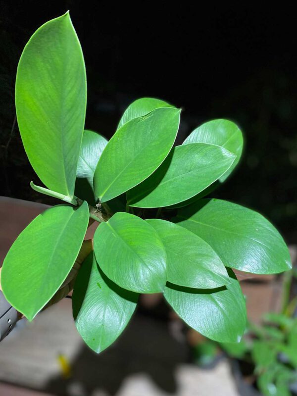Rhaphidophora sp.