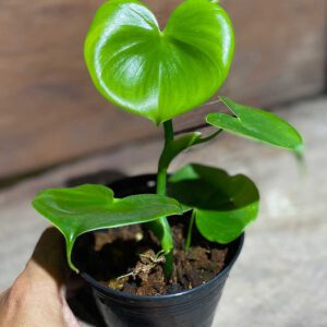 Philodendron grazielae