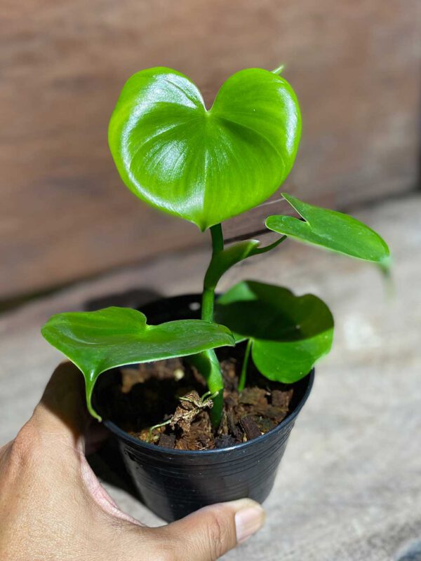 Philodendron grazielae