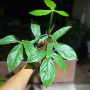 Philodendron tripartitum