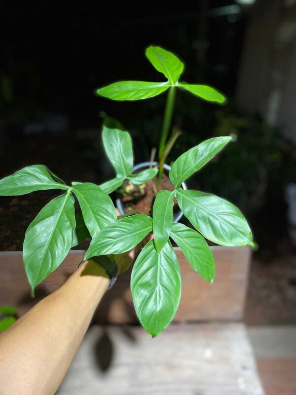 Philodendron tripartitum
