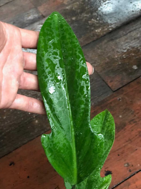 Philodendron panduriforme - Image 3