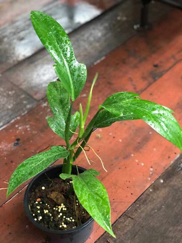 Philodendron panduriforme - Image 2