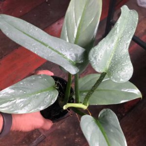 Philodendron silver sword