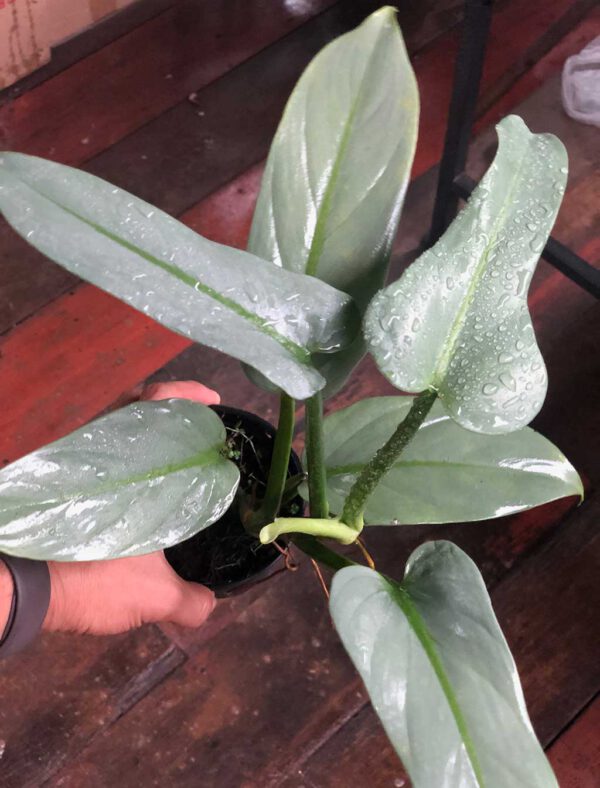 Philodendron silver sword