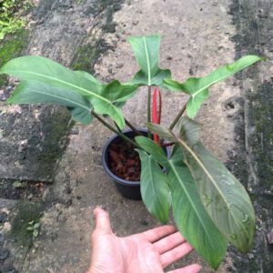Philodendron Florida bronze