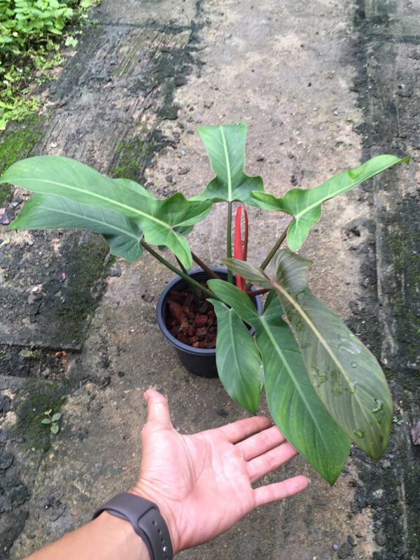 Philodendron Florida bronze