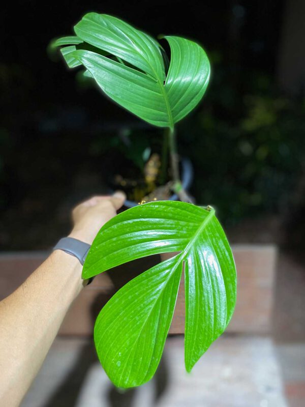 Rhaphidophora decursiva
